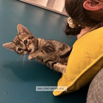 Photo 1/1 Gribouille Chat lost in Toulon