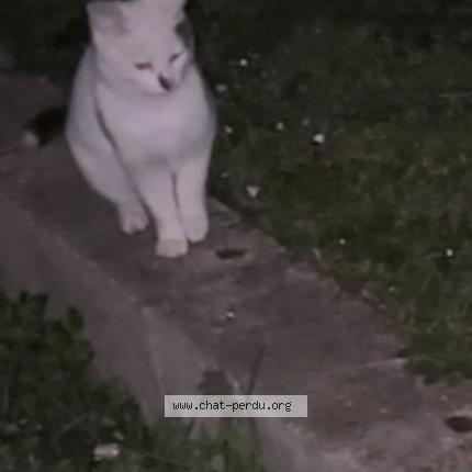 Photo 1/1 Found cat Found in Mantes la jolie