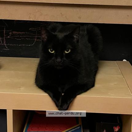 Foto 1/1 Kat teruggevonden Vermist in Bruxelles