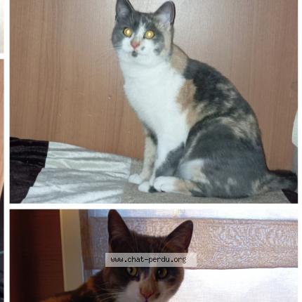 Photo 1/1 Chichi Chat lost in Marseillan