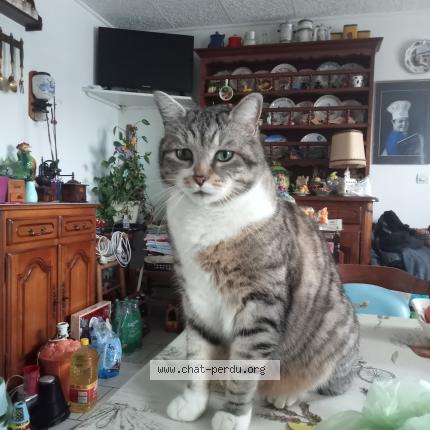 Photo 1/1 Ferdinand Chat lost in La ronde