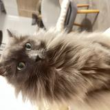 Picture of cat lost at Champigny Sur Marne