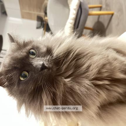 Photo 1/1 Oggy Chat lost in Champigny sur marne