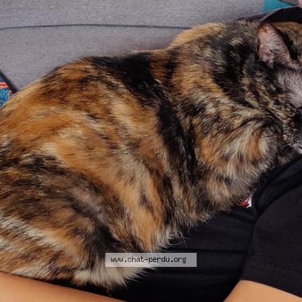 Photo 1/1 Soquette Chat lost in Pleugueneuc