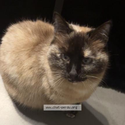Photo 1/1 Nala Chat lost in Vimont