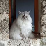 Picture of cat lost at Teche