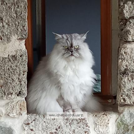 Photo 1/1 Touss Chat lost in Teche