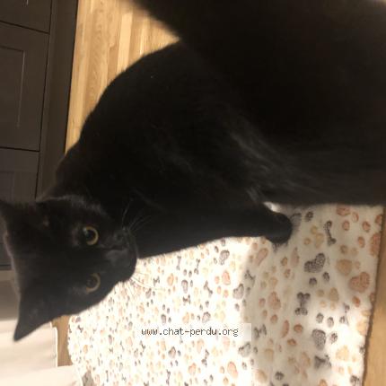 Photo 1/1 Tilleul Chat lost in Woluwe saint lambert