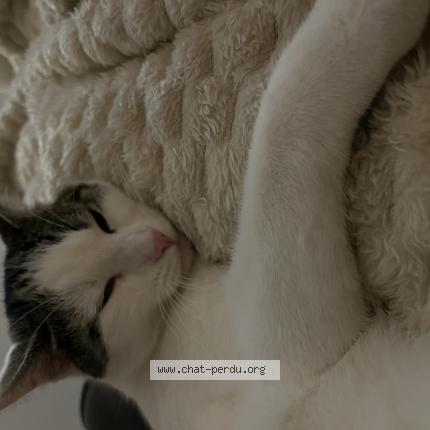 Photo 1/1 Bretzel Chat lost in Xouaxange