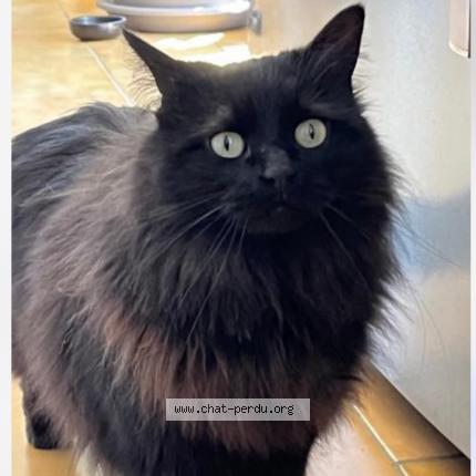 Photo 1/3 TOKYO Chat lost in Pertuis