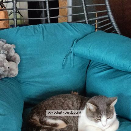 Photo 1/1 Tapas Chat lost in Toulon