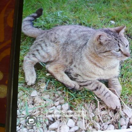 Photo 2/2 Found cat Found in Brienne le chateau