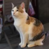 Picture of cat lost at Bernis