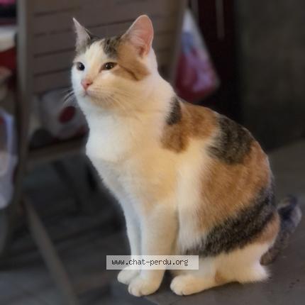 Photo 1/1 June Chat lost in Bernis