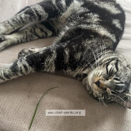 Photo 1/1 Chaton Chat lost in Fleurville