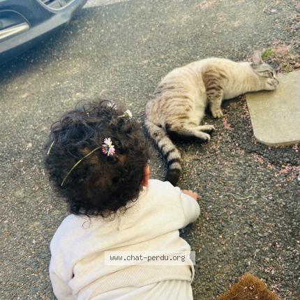 Photo 1/1 Mistigri Chat lost in Barrou