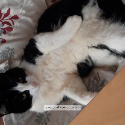 Photo 1/1 Zorro Chat lost in St medard en jalles