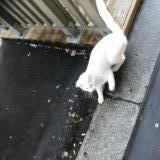 Picture of cat found at Paris