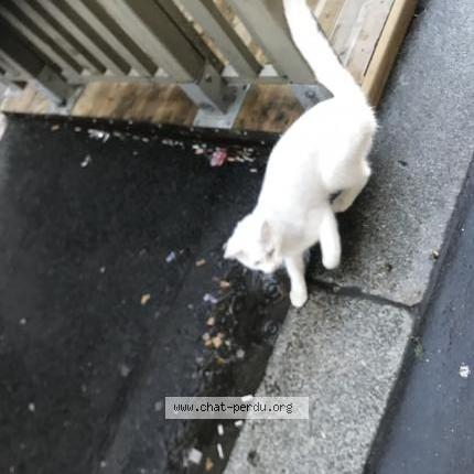 Photo 1/1 Found cat Found in Paris