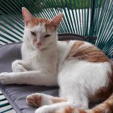 Picture of cat lost at Chaniers