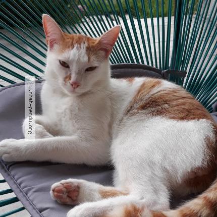 Photo 1/1 SUNNY Chat lost in Chaniers