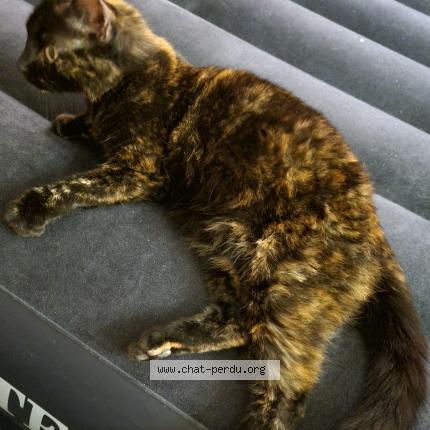 Photo 1/1 CREVETTE Chat lost in Villeparisis