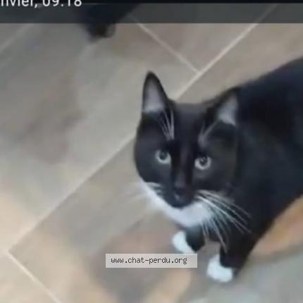 Photo 1/1 Jack Chat lost in Bretagne de marsan