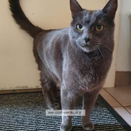 Foto 1/1 Wiedergefundene Katze Verloren in Bulle