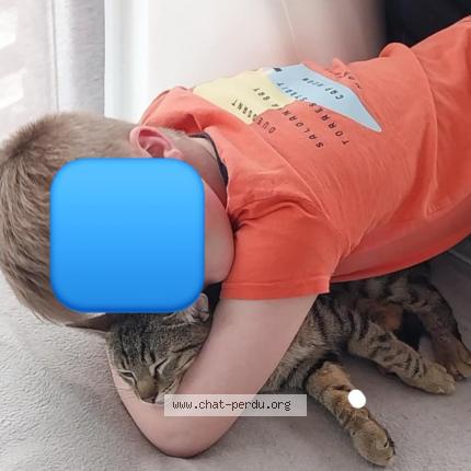 Photo 1/1 Kiwi Chat lost in Richelle