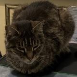 Picture of cat lost at Bordeaux