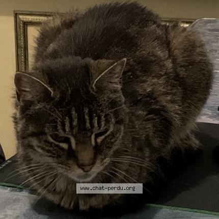 Photo 1/1 Chacha Chat lost in Bordeaux