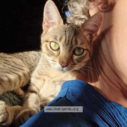 Photo 1/1 NIGIRI Chat lost in Challain la potherie 49440