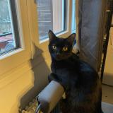 Picture of cat lost at Morez