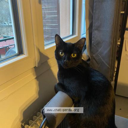 Photo 1/1 Milka Chat lost in Morez