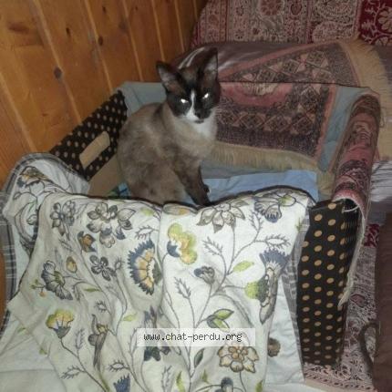 Photo 1/1 Found cat Found in Brest