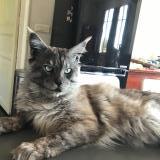 Picture of cat lost at Cagnes Sur Mer