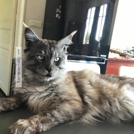 Photo 1/1 Onyx Chat lost in Cagnes sur mer