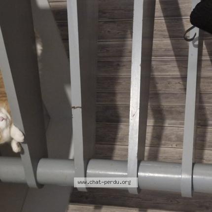 Photo 1/1 Arya Chat lost in Amfreville la mivoie