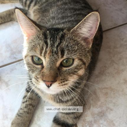 Photo 1/2 TISHA Chat lost in Les moitiers d allonne