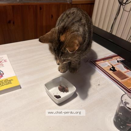 Photo 2/2 TISHA Chat lost in Les moitiers d allonne