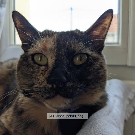 Photo 1/2 Yona Chat lost in Le blanc mesnil