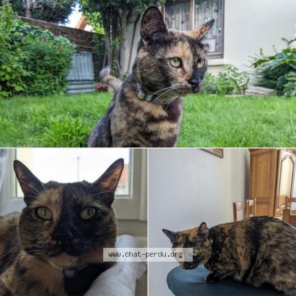 Photo 2/2 Yona Chat lost in Le blanc mesnil