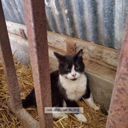 Photo 1/1 Sacha Chat lost in Jalais