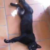 Picture of cat lost at 13013 Marseille 13