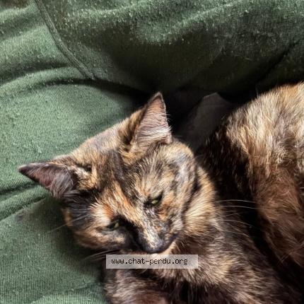 Photo 1/1 Ulyss Chat lost in Asse le riboul