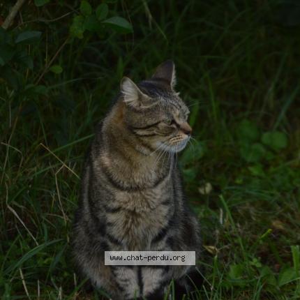 Photo 1/1 Tao Chat lost in Le moutherot