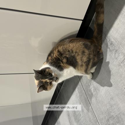 Photo 1/1 Tokyo Chat lost in Le ban saint martin