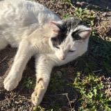 Picture of cat found at Alencon