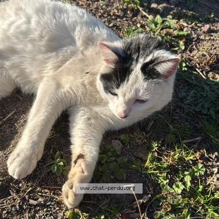 Photo 1/2 Found cat Found in Alencon