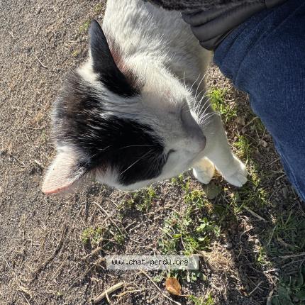 Photo 2/2 Found cat Found in Alencon